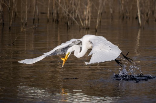 Great Egret Fishing