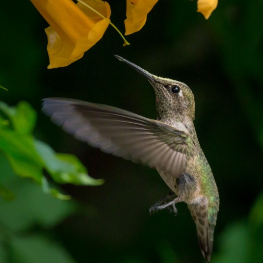 Anna's Hummingbird