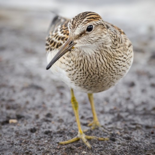Pectoral Sandpiper