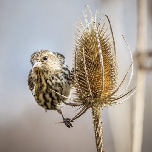 Pine Siskin Feeding