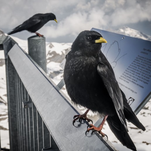 Alpine Chough at Schilthorn