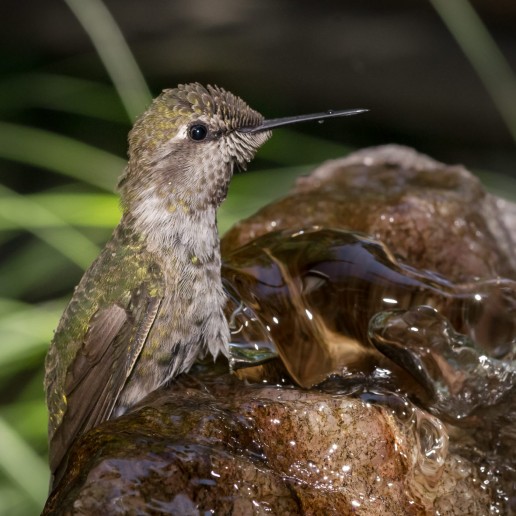 Thirsty Hummingbird