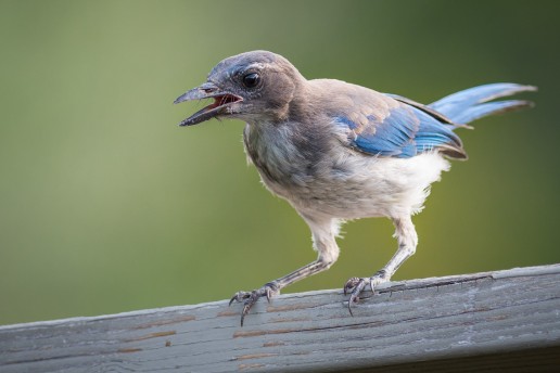 Juvenile Western Scrub-Jay