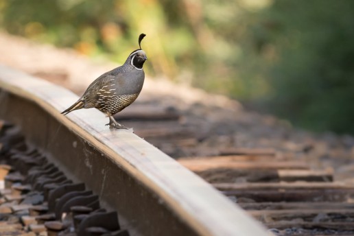 California Quail on the Tracks