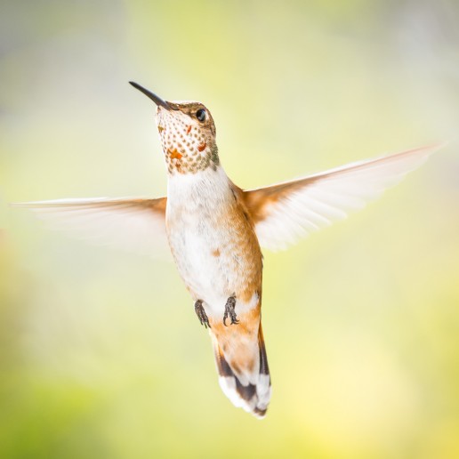 Female Rufous Hummingbird