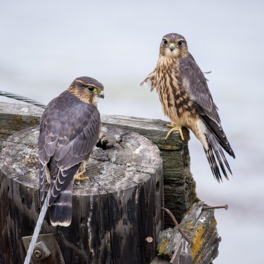 Merlins