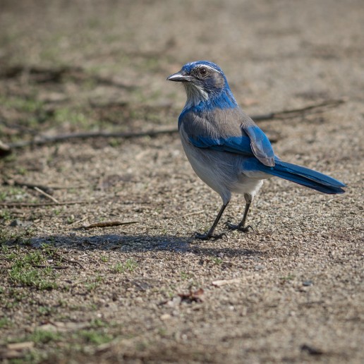 Scrub Jay