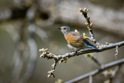 Western Blue Bird