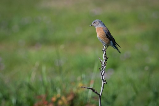 Western Blue Bird