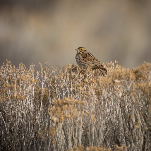 Savannah Sparrow