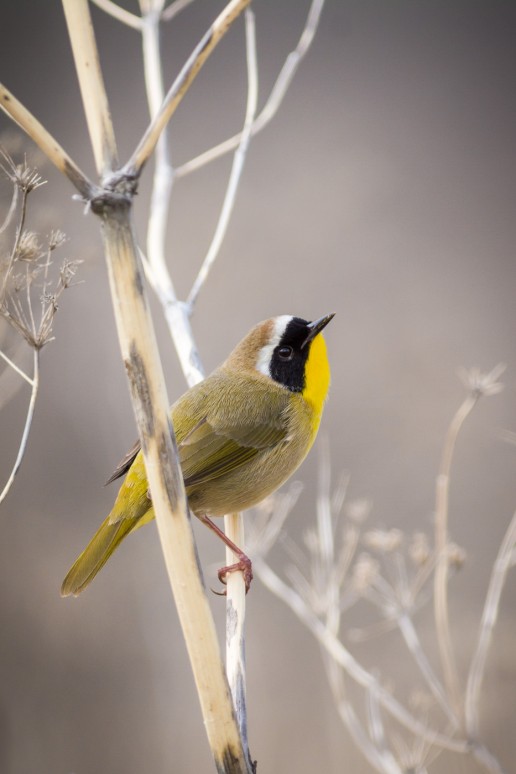 Common Yellowthroat