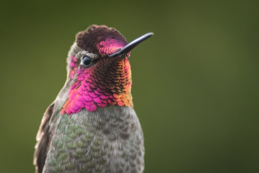 Male Anna's Hummingbird