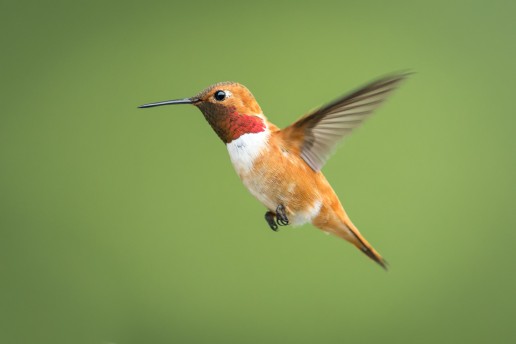 Male Rufous Hummingbird