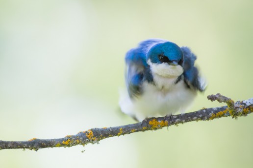 Tree Swallow shaking it off