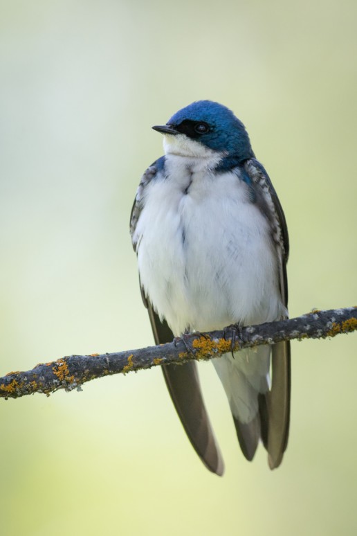 Tree Swallow