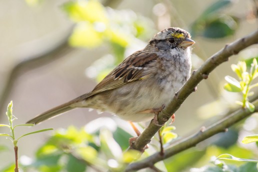 White-throated sparrow (Zonotrichia albicollis)