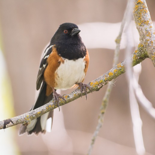 Spotted towhee (Pipilo maculatus)