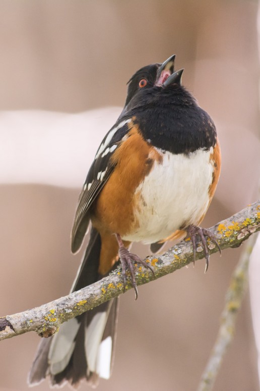 Spotted towhee (Pipilo maculatus)