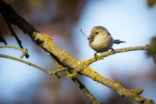 Bushtit