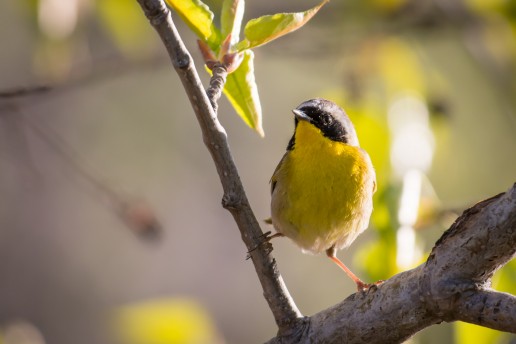 Common Yellowthroat