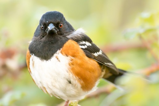 Spotted Towhee