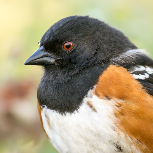 Spotted Towhee