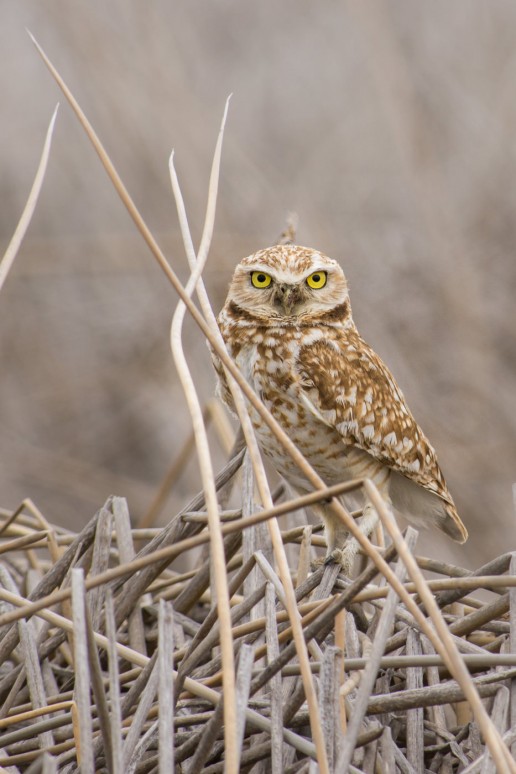 Burrowing Owl