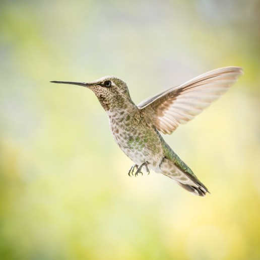 Anna's Hummingbird