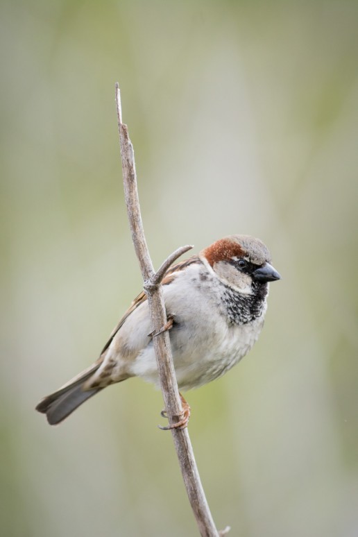 House Sparrow